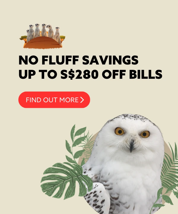 NO FLUFF